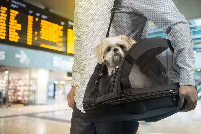 Easy Pet Travel For Comfort